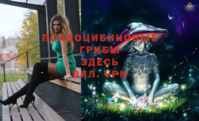 купить  цена  Кировград  Галлюциногенные грибы Psilocybe 